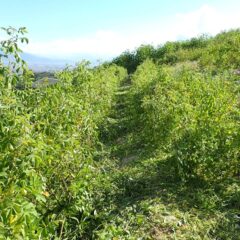 奥まで通路を確保