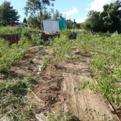 除草作業の終わったローズ畑