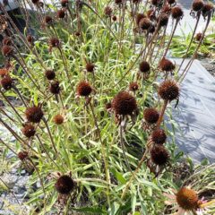 咲き終わったエキナセア・テネンシネスの花柄を刈り取りました