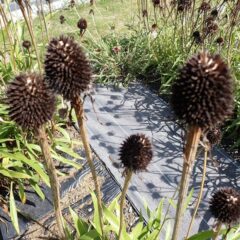 エキナセア・パラドクサの花柄も種が熟しているので刈り取りました