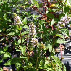 ペパーミントはこの暑さの中でも花を咲かせています
