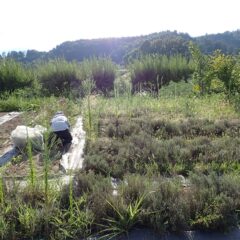 炎天下での除草作業はこちらの畑に移っています