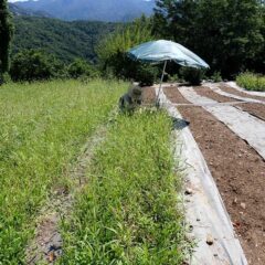 パラソルの日陰で除草作業をしています