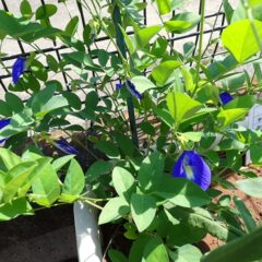 猛暑の中でも涼しげな花を沢山咲かせているバタフライピー