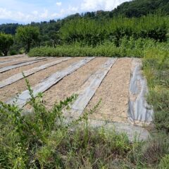 除草作業が終わったカモマイル・ジャーマン畑