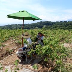 日陰の無いローズ畑でパラソルの僅かな日陰に身を寄せて水分補給の休憩中