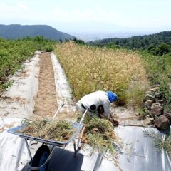 休み明けはこちらのカモマイル・ジャーマン畑の除草作業開始！