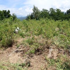炎天下のローズ畑では除草作業が再開されています