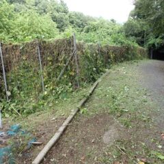 2mの獣害防護柵を乗り越えて伸びて来たクズも刈り払いました