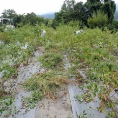 ローズ畑では除草作業中