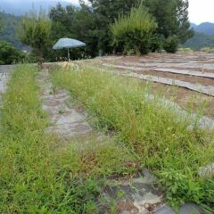 カモマイル・ジャーマン畑でも除草作業中