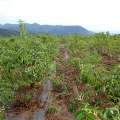 ローズ畑の除草作業も続けられています