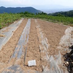 除草作業の終わったカモマイル・ジャーマン畑