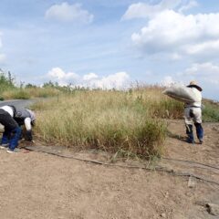 炎天下の中で除草した草を畑から運び出すのも大変な重労働です