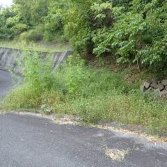 農場に入るT字路脇は背丈を超える雑草が茂っています