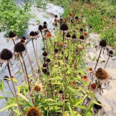 エキナセアの花柄