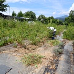 ローズ畑では除草作業が続いています
