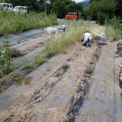 タイム・マストキナ畑の除草作業中