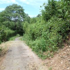 奥に進むと山側から雑草が迫って来ています