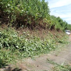 車の通行に支障が出ない様に草を刈り取ります