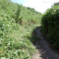 草刈り作業の続きです