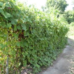 いよいよラスボス、グリーンモンスター登場！！　来週に続く