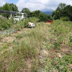 まだまだ夏日の続くローズ畑では除草作業が続いています