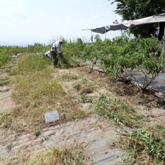 炎天下での除草作業は何時まで続くやら・・・・
