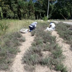 こちらはタイム・ブルガリス畑の除草作業中