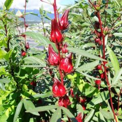 花が咲き終わると真っ赤に肥大した萼が種を包み込みます　　　　　　この萼がハイビスカスティーやジャムになります　