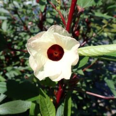 ローゼル（ Hibiscus sabdariffa）の花