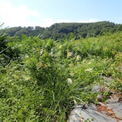 ローズ畑の奥は境目がどこにあるのか分からないほど雑草が押し寄せて来ています