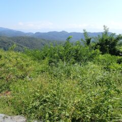 どこから手を付けていいのやら