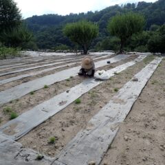 今日も除草作業は続いています
