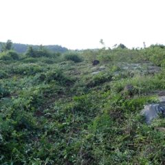 刈っても刈っても草だらけ、刈って刈って刈りまくり！