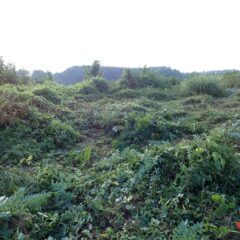 ともかく草刈り作業開始