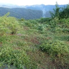 ローズ畑の境目が分かるようになって来ました