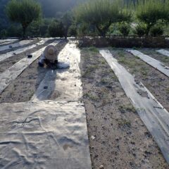 日が傾くまで除草作業は続いています