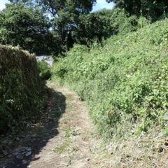 ラベンダー畑へ行く農道の草刈り作業の続き