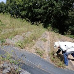 ローズ畑では除草作業が続けられています