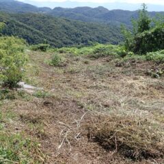 前回刈り取った草は既に枯れています