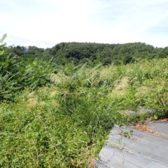 草刈り作業続きです