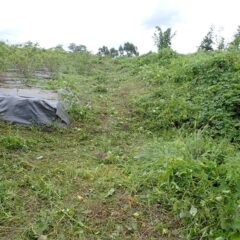 畑の角まで刈り進みました