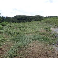 刈って刈って刈り進みます