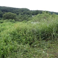 雑草で覆われて先が見えません