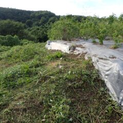 ようやく見通せるようになりました