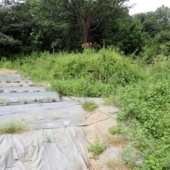 ラベンダー畑外周の草刈り作業