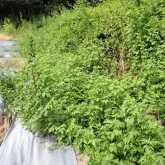 通路が雑草で埋まっていました
