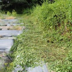 取り急ぎラベンダー畑外周の草刈り作業開始！