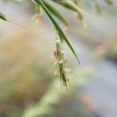 パルマローザの花が咲いています